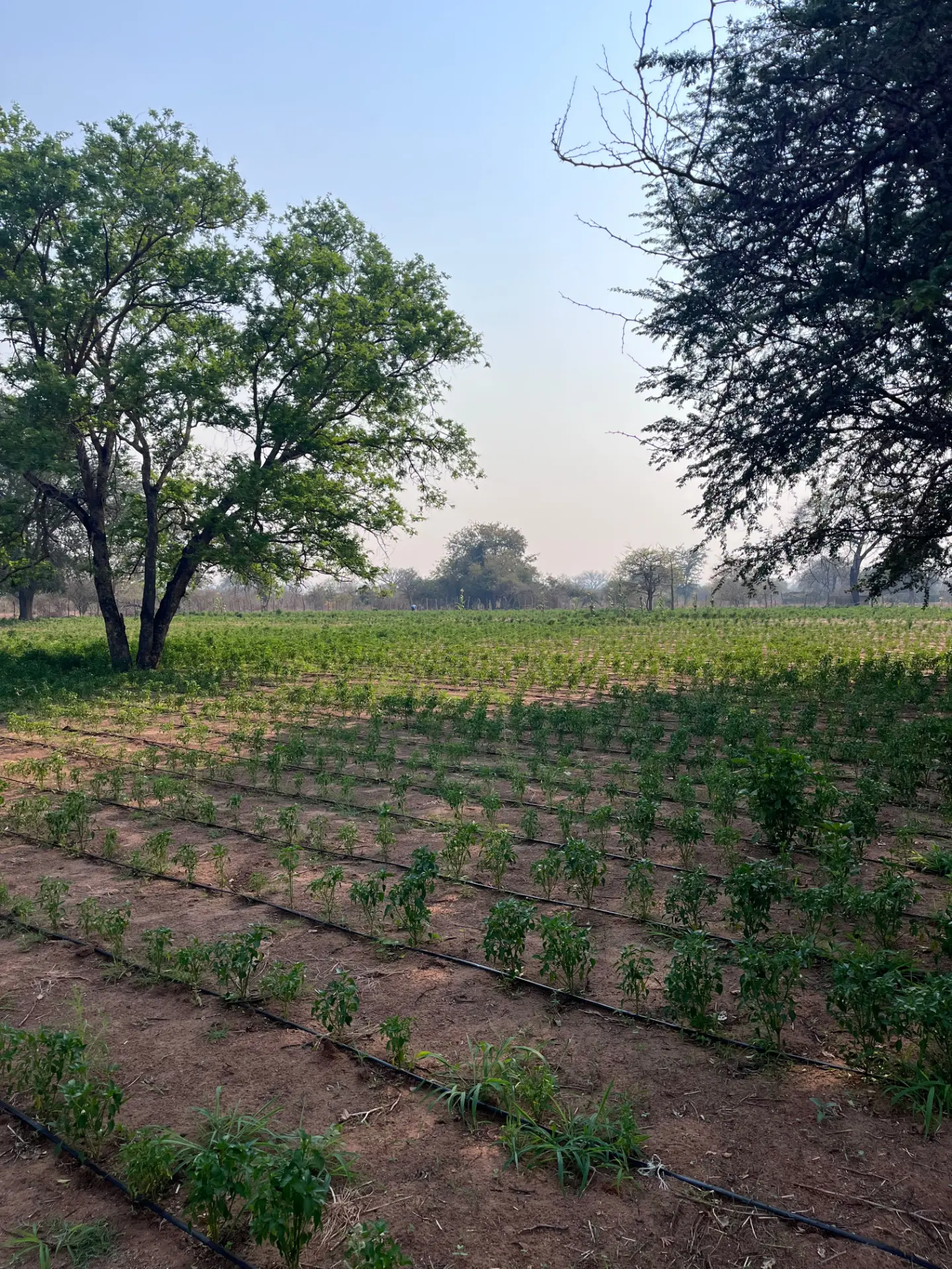 Rows of young chili plants growing under established trees in Zambia