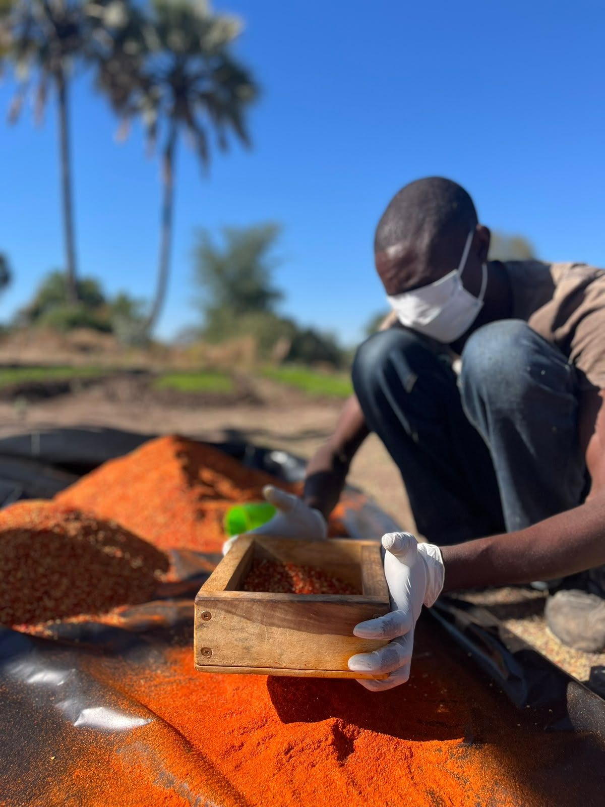 A worker carefully processing dried chilies outdoors