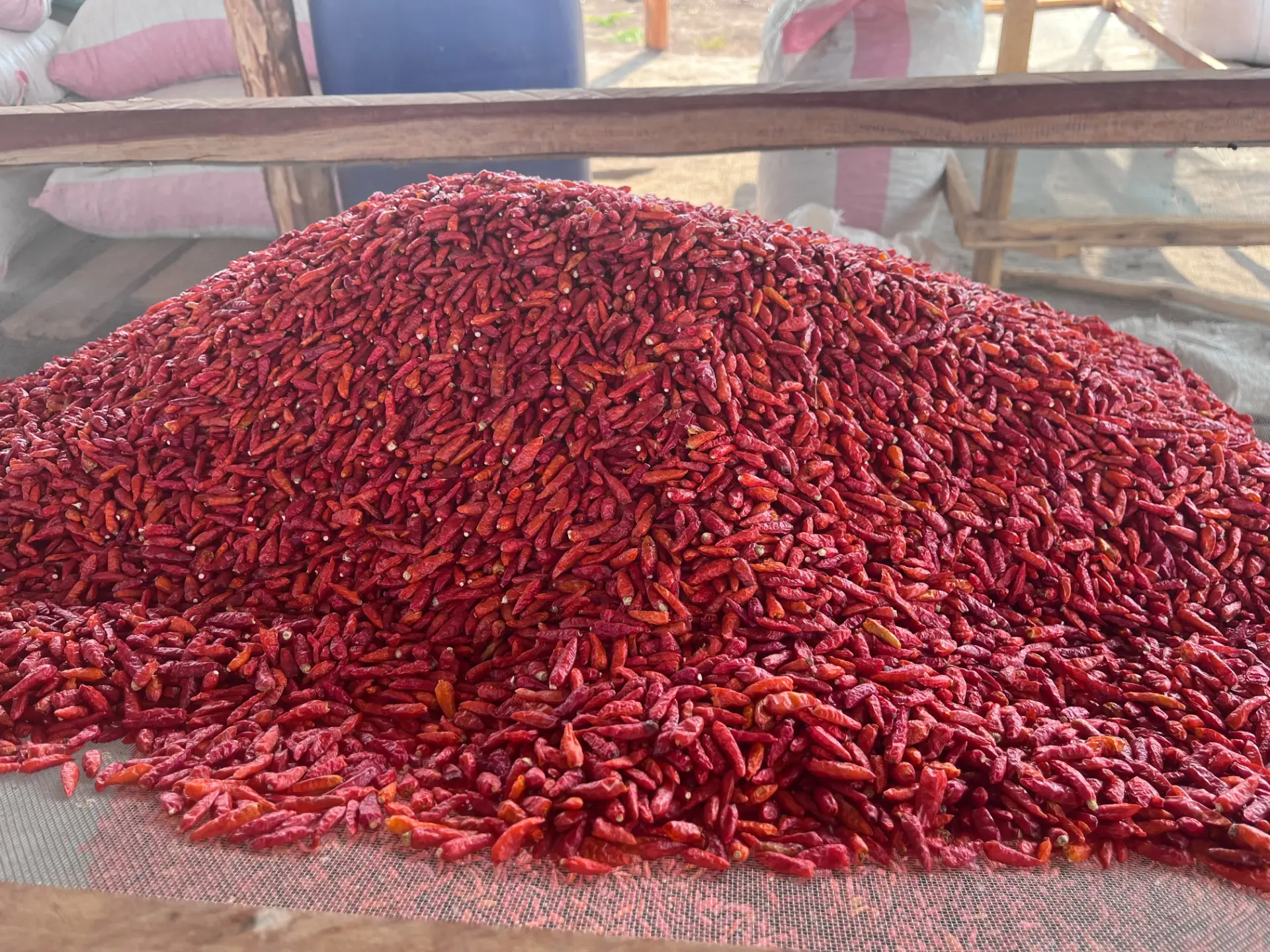 A large harvest of dried red African Birds Eye chilies