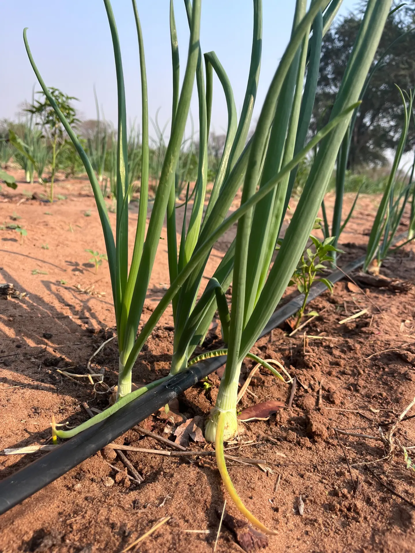 Onions growing beside drip irrigation lines at the partner farm
