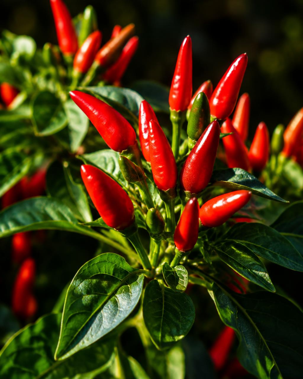 Red African Birds Eye chilies growing on the plant
